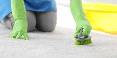 carpet pet urine clean up evatt